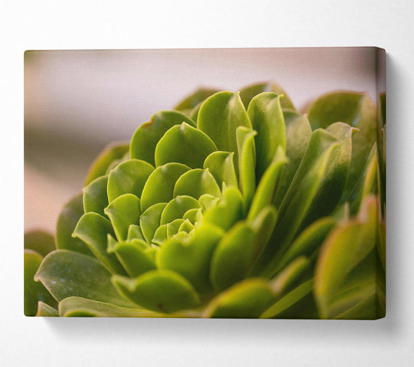  A Canvas Print of Emerald Succulent Spiral Canvas Print