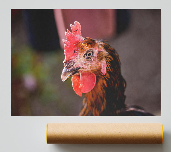 The Red Hen'S Gaze Poster