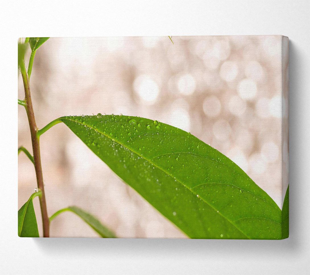  A Canvas Print of Emerald Dewdrop Leaf Canvas Art