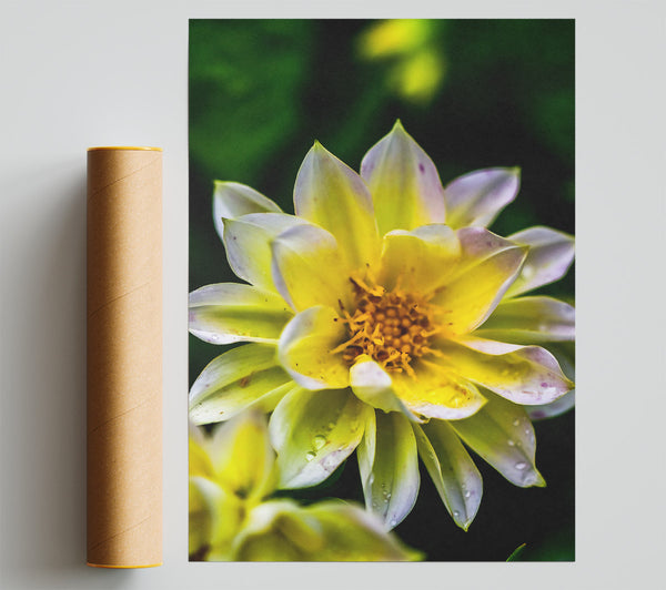 Golden Petal Dewdrop Poster