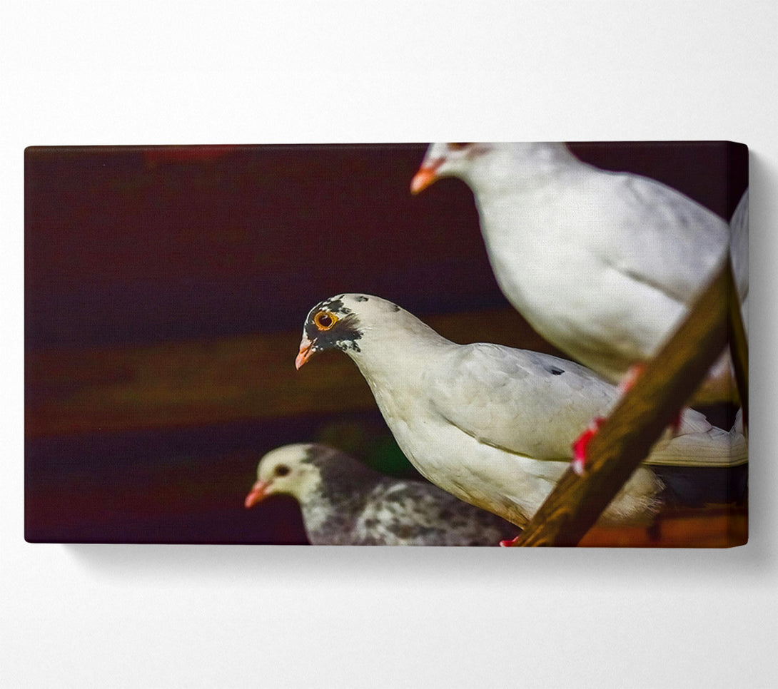  A Canvas Print of White Bird'S Perspective Canvas Wall Art