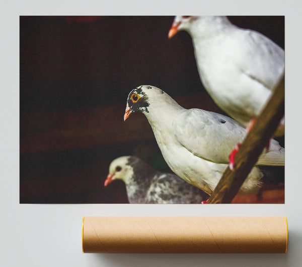 White Bird'S Perspective Giclee Print