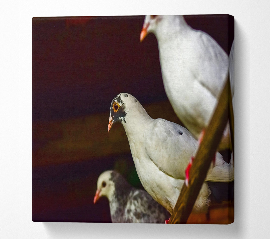  A Canvas Print of White Bird'S Perspective Canvas Wall Art