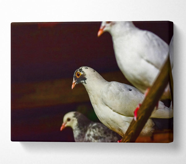  A Canvas Print of White Bird'S Perspective Canvas Wall Art