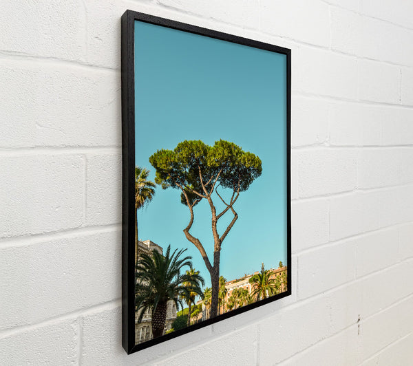 Blue Sky Pine Tree