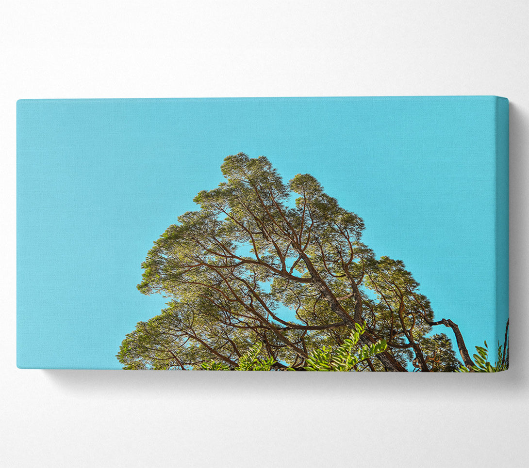  A Canvas Print of Azure Sky Canopy Canvas Art