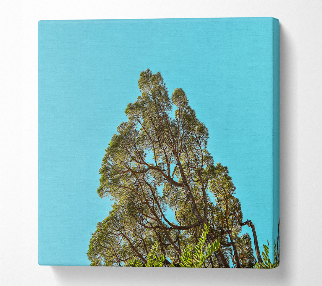  A Canvas Print of Azure Sky Canopy Canvas Art