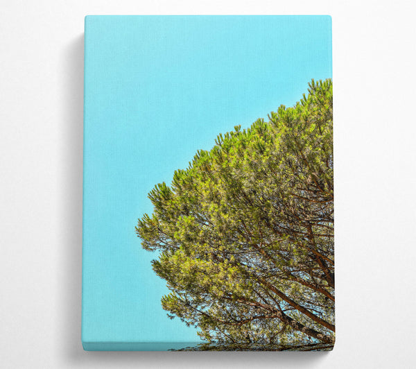  A Canvas Print of Azure Pine Canopy Canvas Wall Art