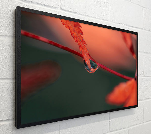 Crimson Dewdrop Reflection