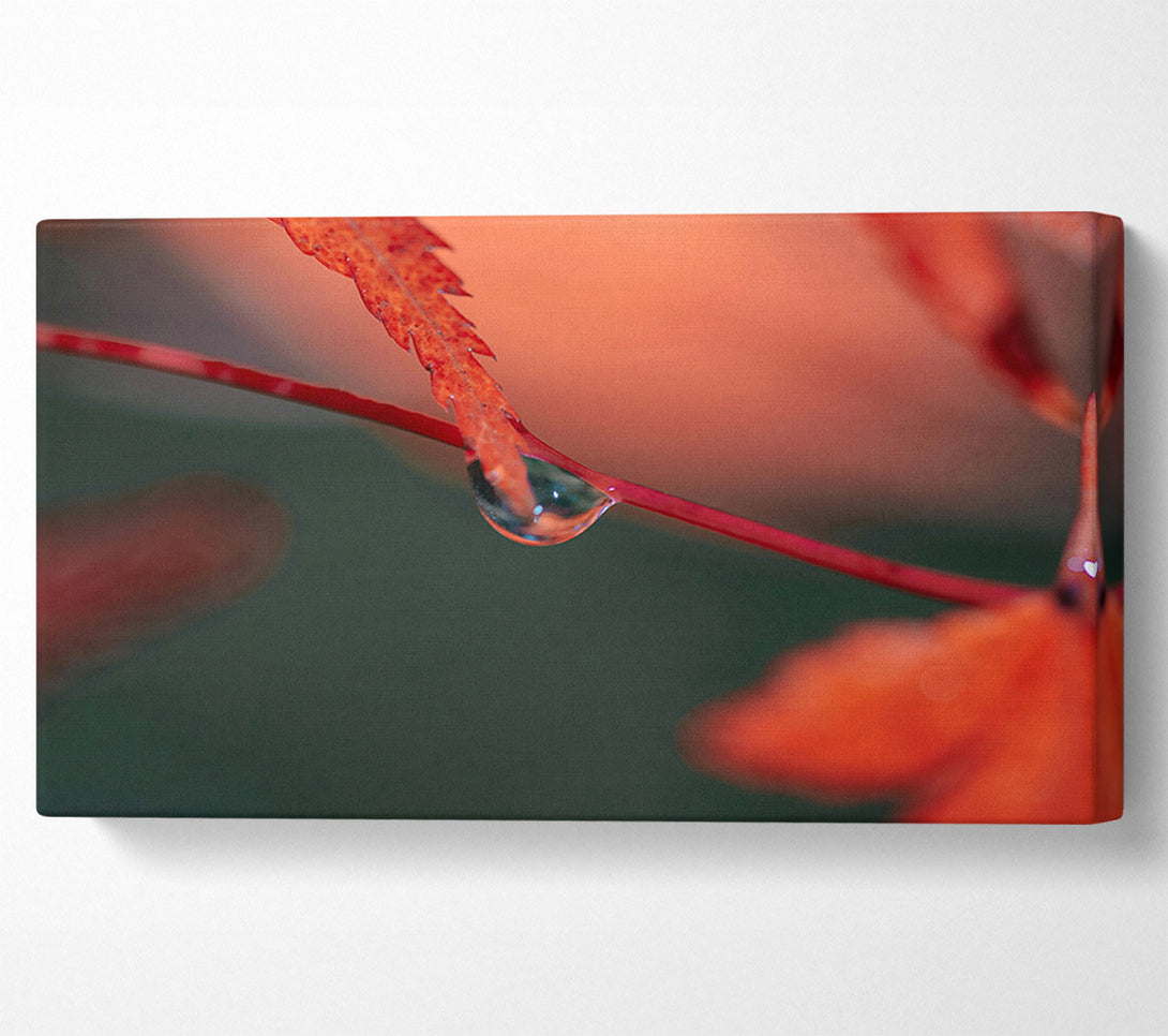  A Canvas Print of Crimson Dewdrop Reflection Canvas Art