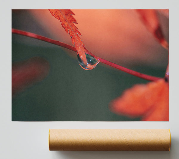 Crimson Dewdrop Reflection Poster
