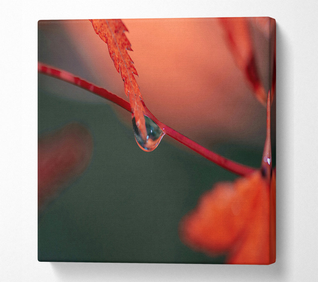  A Canvas Print of Crimson Dewdrop Reflection Canvas Art