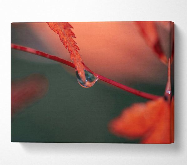  A Canvas Print of Crimson Dewdrop Reflection Canvas Art