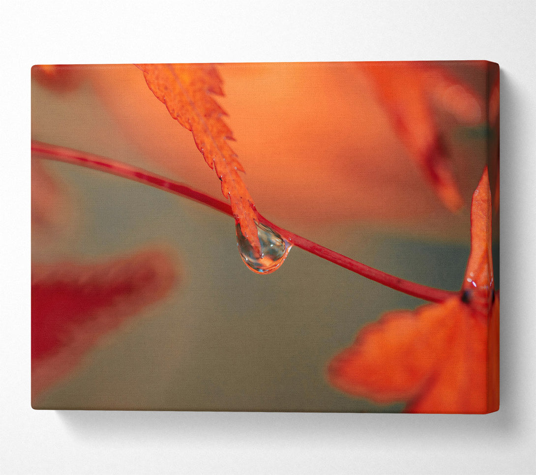  A Canvas Print of Red Leaf Reflection Canvas Print