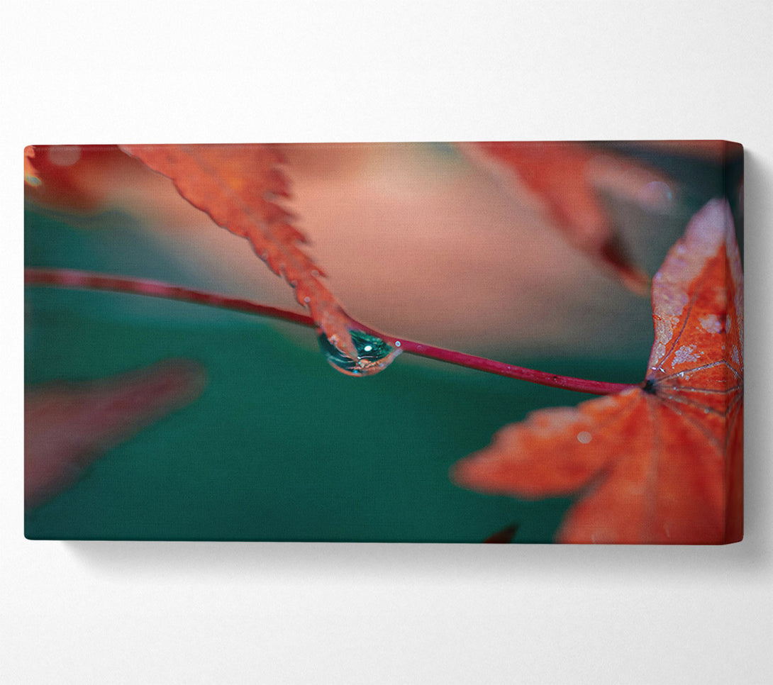  A Canvas Print of Crimson Leaf Dewdrop Canvas Print