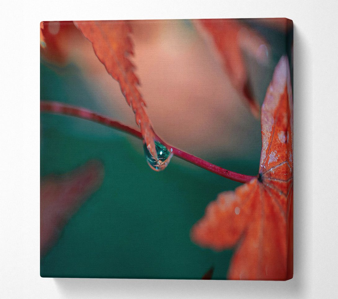  A Canvas Print of Crimson Leaf Dewdrop Canvas Print