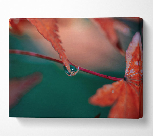  A Canvas Print of Crimson Leaf Dewdrop Canvas Print