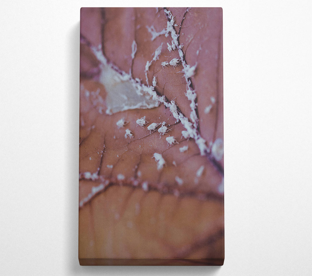  A Canvas Print of Dusty Rose Leaf Canvas Print