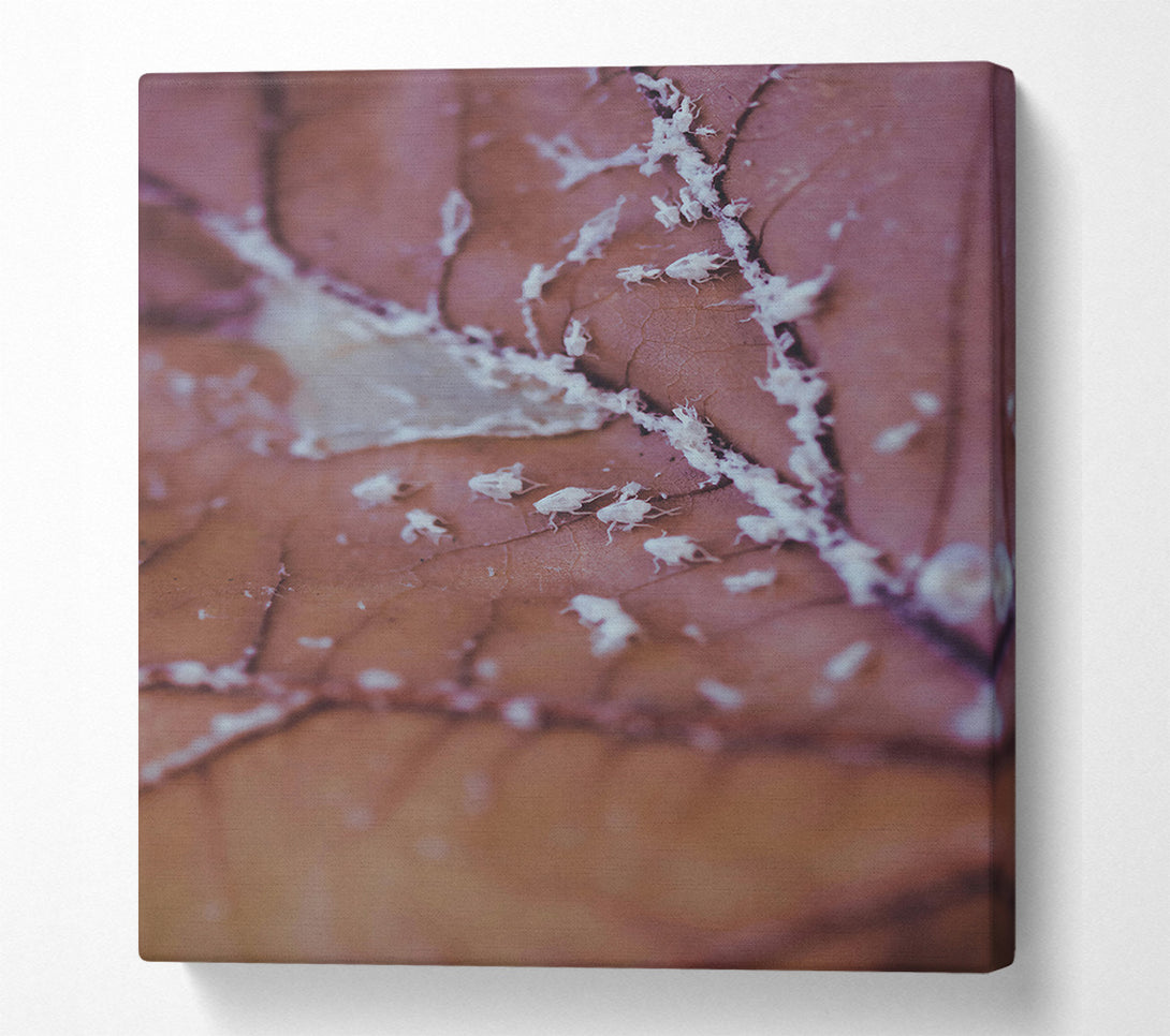  A Canvas Print of Dusty Rose Leaf Canvas Print