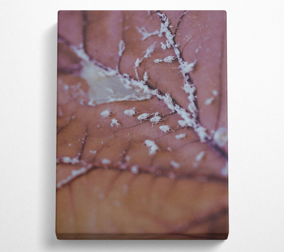  A Canvas Print of Dusty Rose Leaf Canvas Print