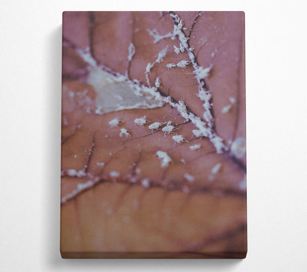  A Canvas Print of Dusty Rose Leaf Canvas Print