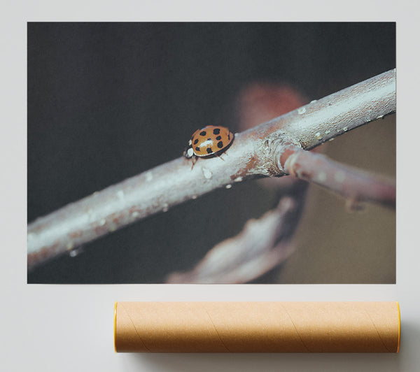 Orange Ladybug Branch Poster