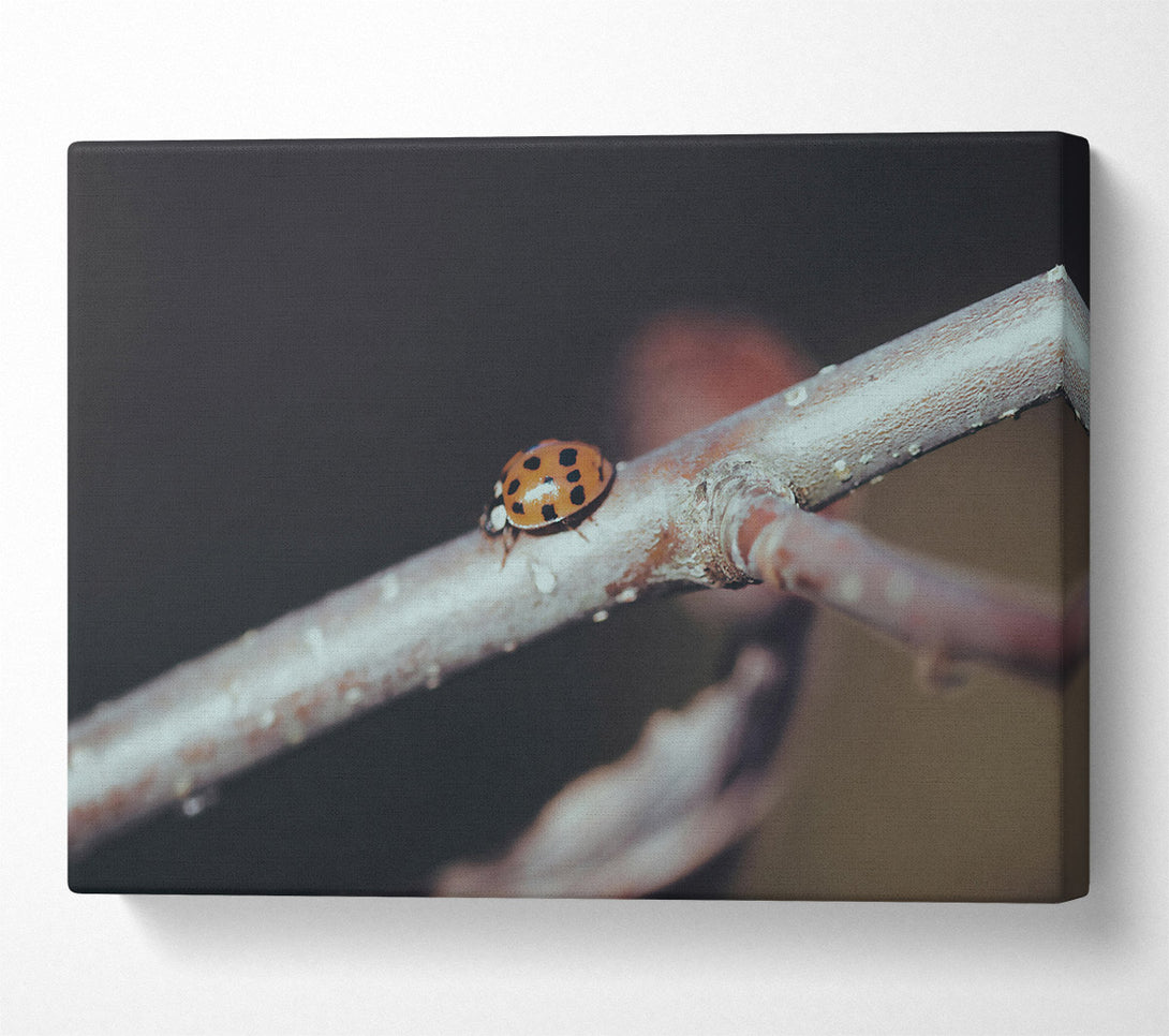  A Canvas Print of Orange Ladybug Branch Canvas Wall Art