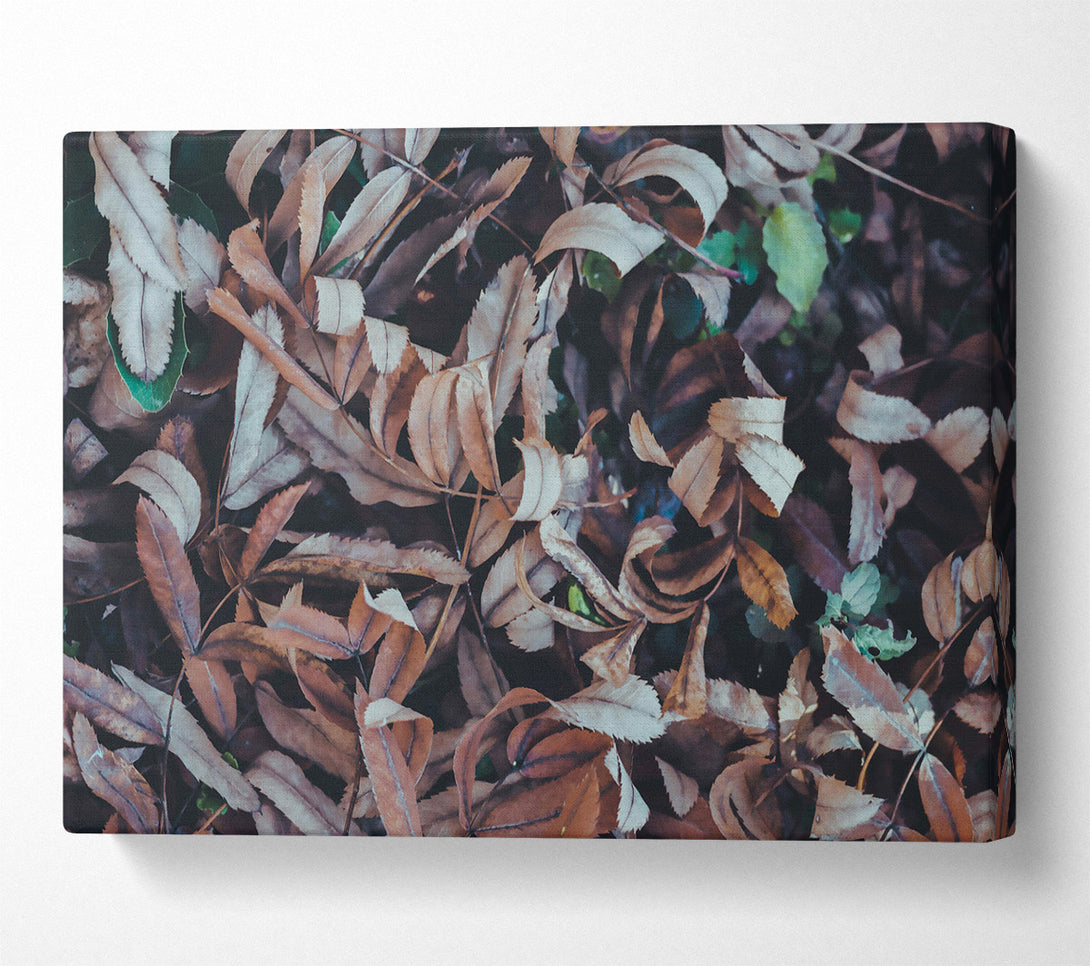  A Canvas Print of Russet Autumn Leaves Canvas Print