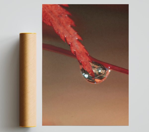 Crimson Leaf Reflection Giclee Print