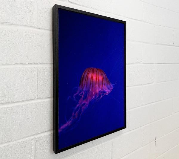 Pink Jellyfish Bloom