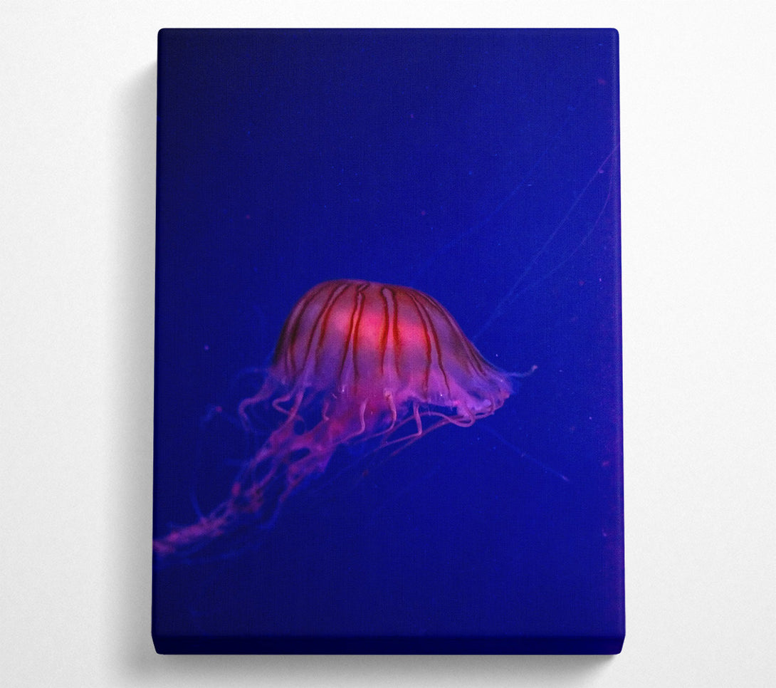  A Canvas Print of Pink Jellyfish Bloom Canvas Wall Art