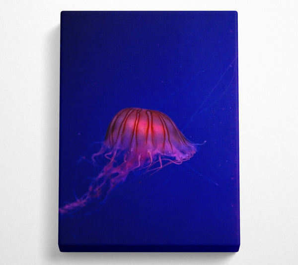  A Canvas Print of Pink Jellyfish Bloom Canvas Wall Art