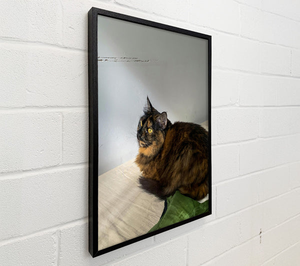 Golden-Eyed Brown Cat