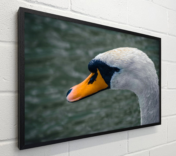 Orange Beak Swan