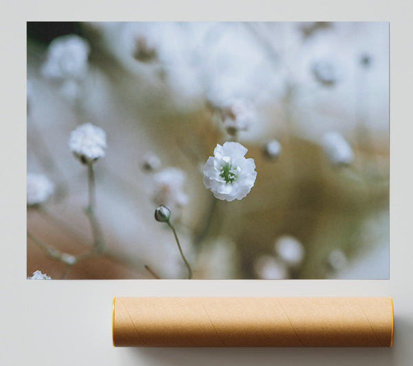White Flower Focus Giclee Print