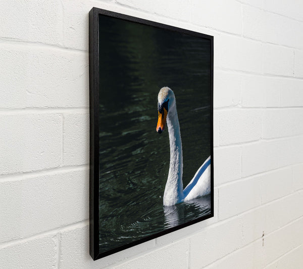 Dark Water Swan