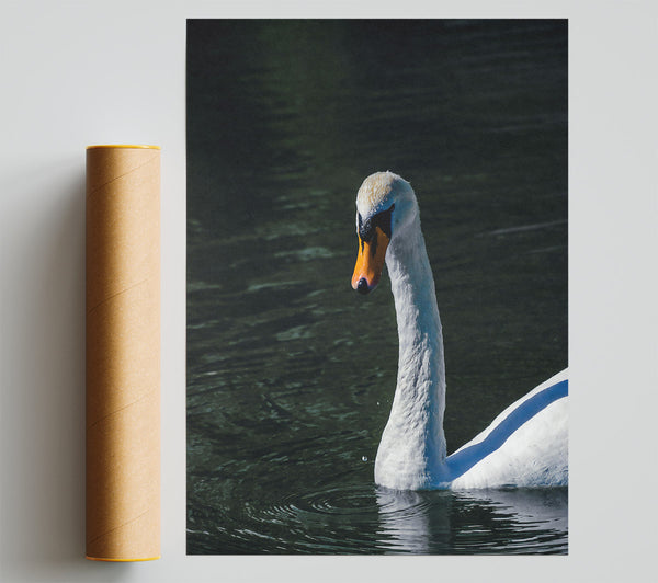 Dark Water Swan Poster