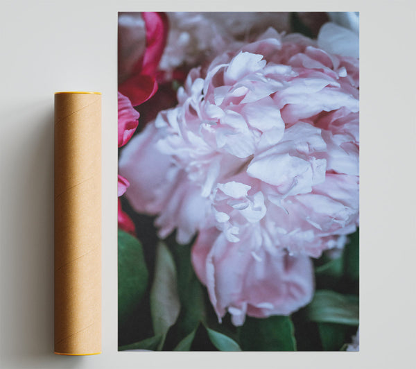 Blushing Peony Bloom Giclee Print