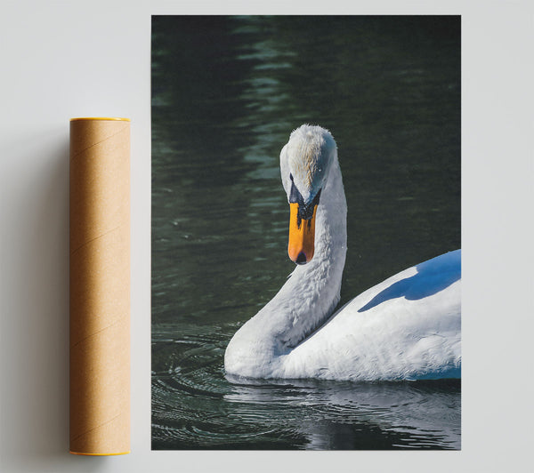 White Swan In Deep Water Poster