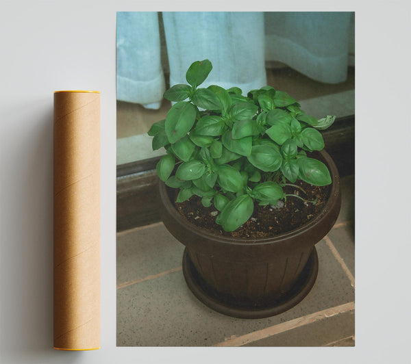 Brown Potted Basil. Print