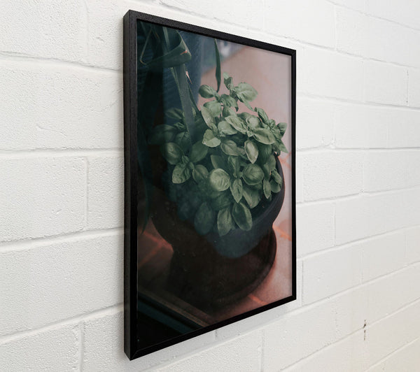 Green Basil Through Glass