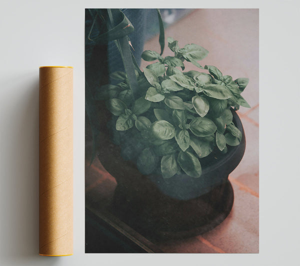 Green Basil Through Glass Giclee Print