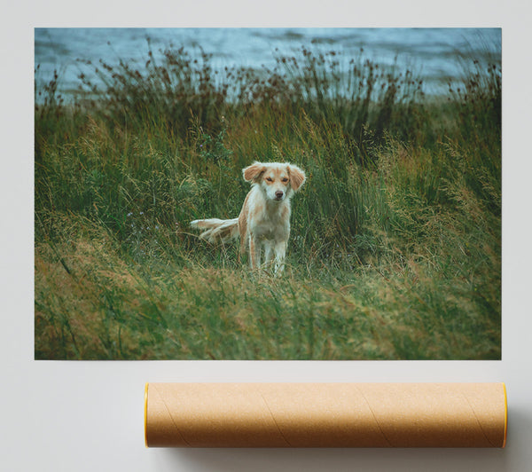 Golden Fur In Green Grass Poster