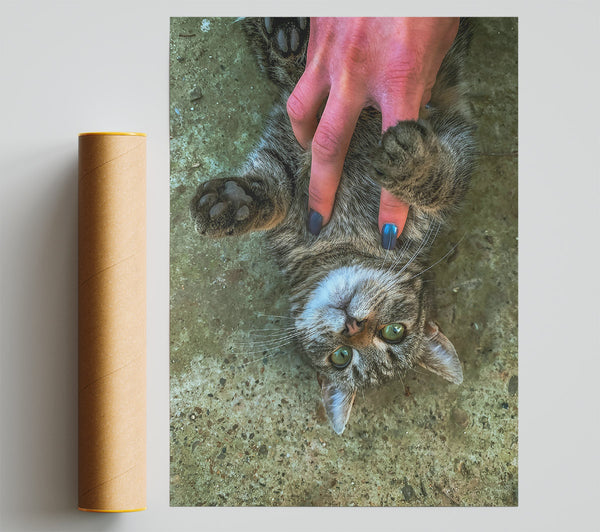 Green Eyed Grey Cat Poster