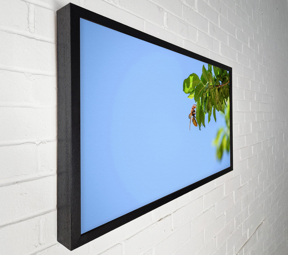  A Canvas Print of Blue Sky Hornet Canvas Print