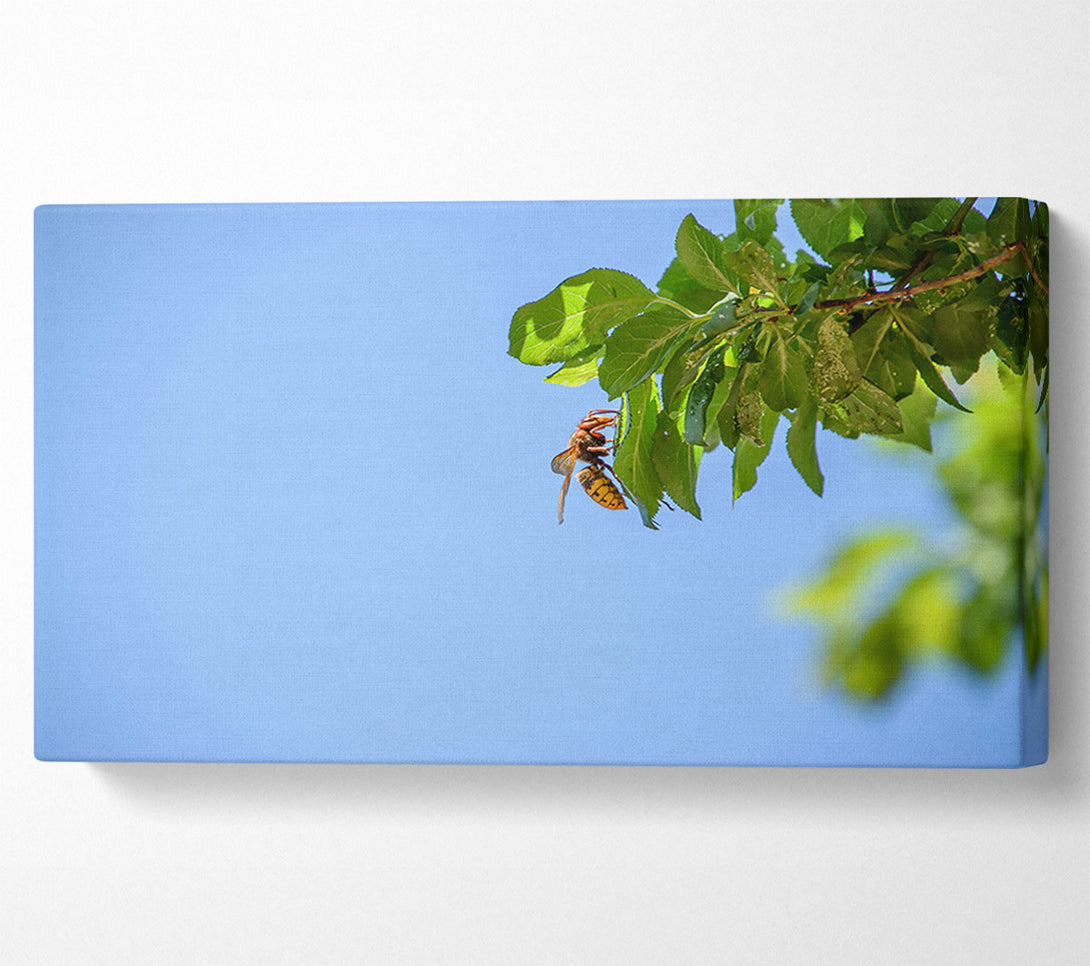  A Canvas Print of Blue Sky Hornet Canvas Print