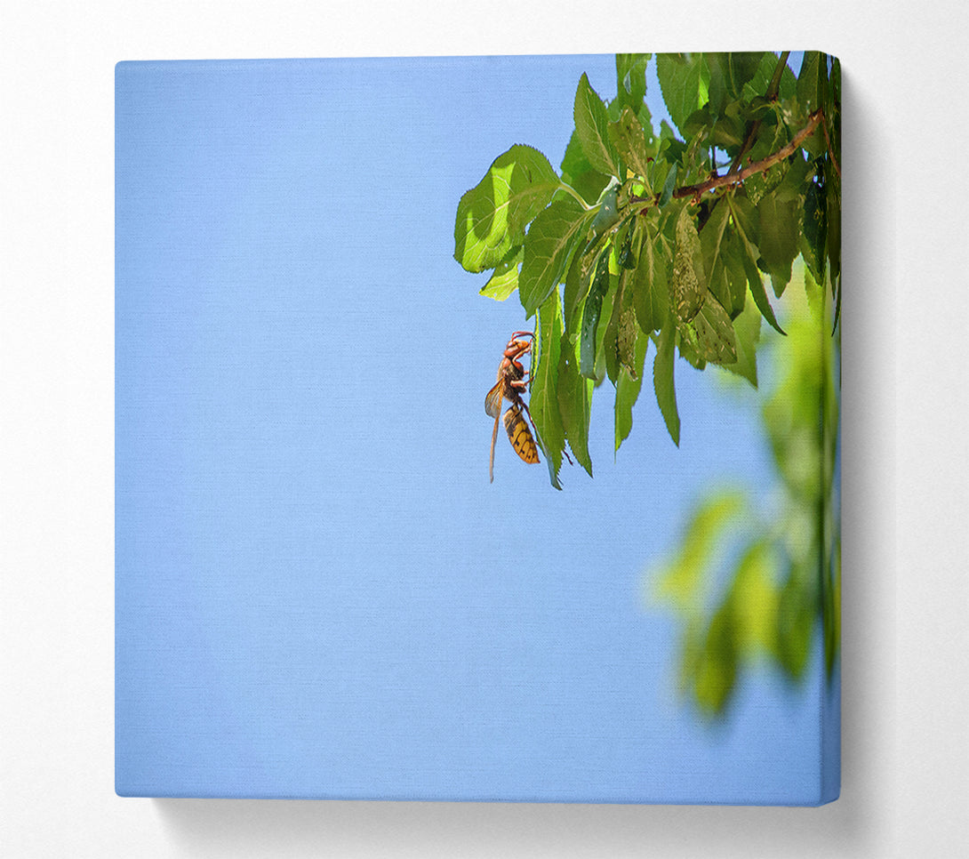  A Canvas Print of Blue Sky Hornet Canvas Print