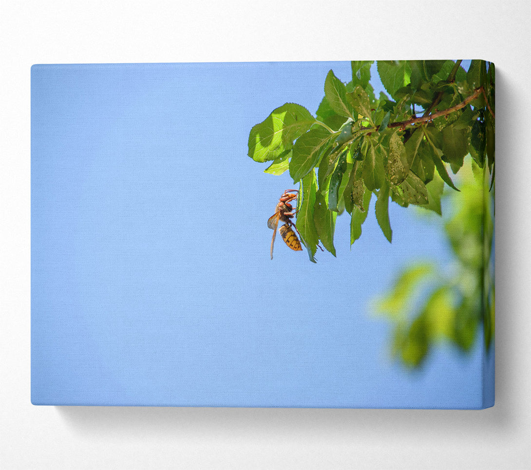  A Canvas Print of Blue Sky Hornet Canvas Print