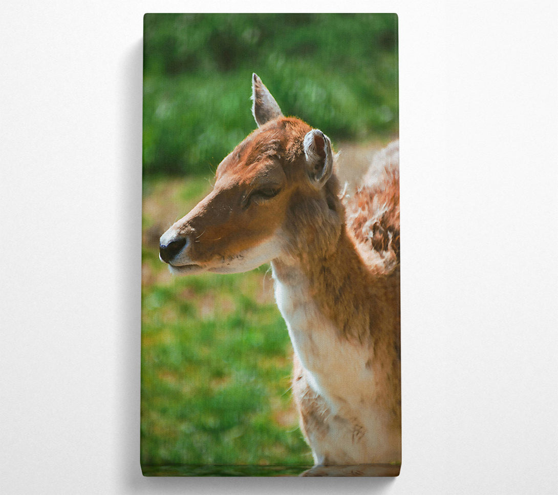  A Canvas Print of Golden Fawn Portrait Canvas Print