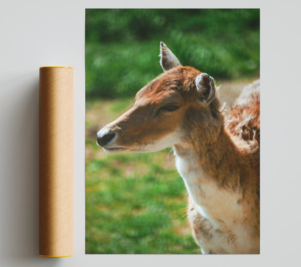 Golden Fawn Portrait Poster